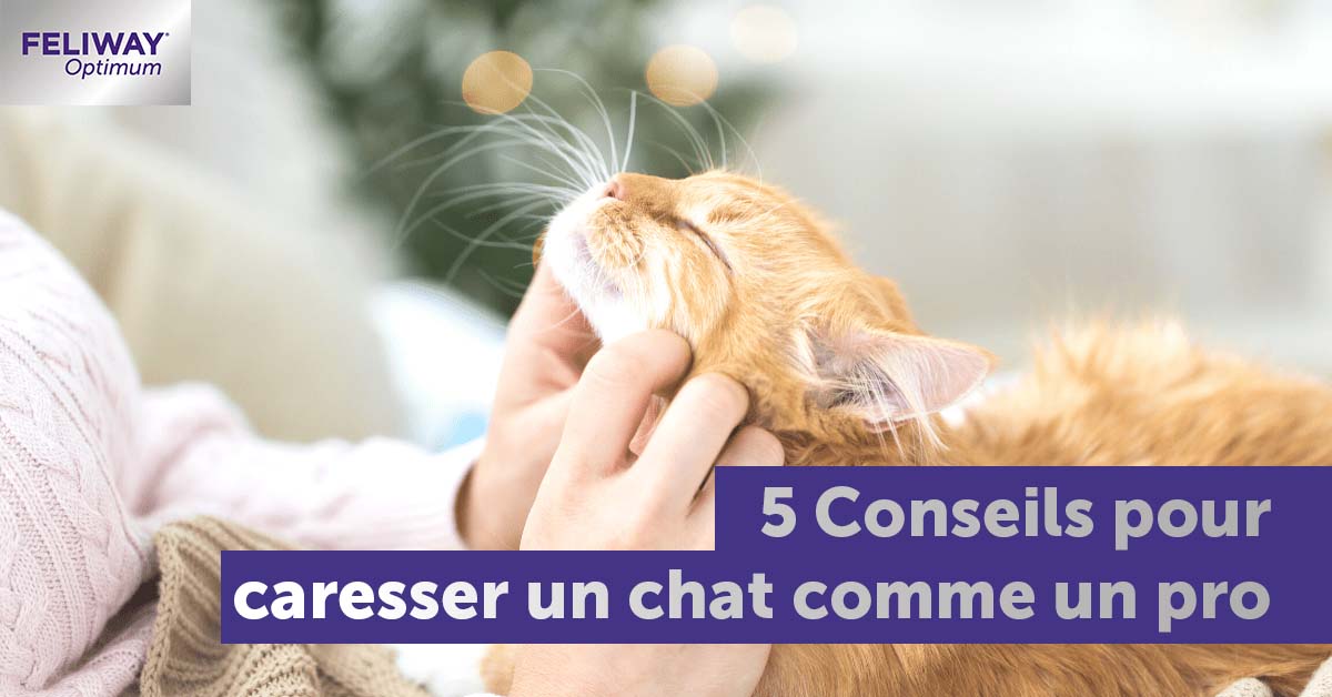 5-conseils-pour-caresser-chat