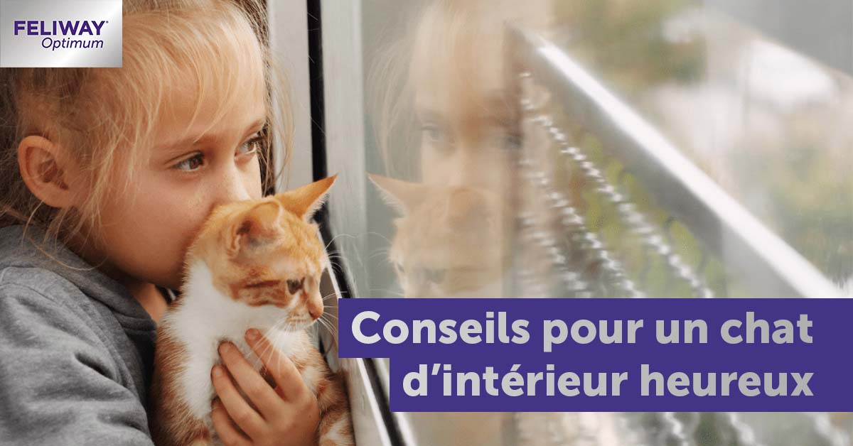 mon-chat-dintérieur-aimerait-sortir