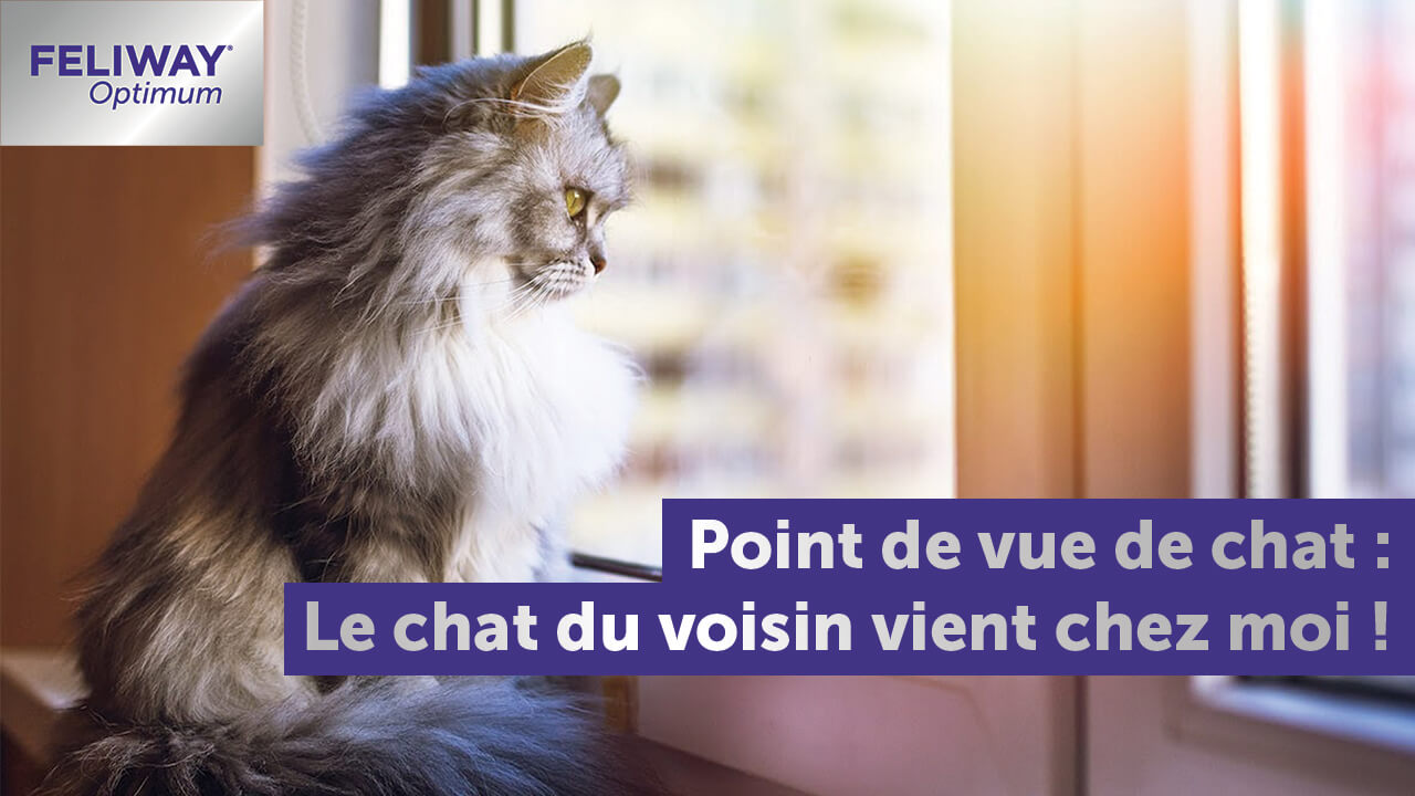 le-chat-du-voisin-vient-chez-moi