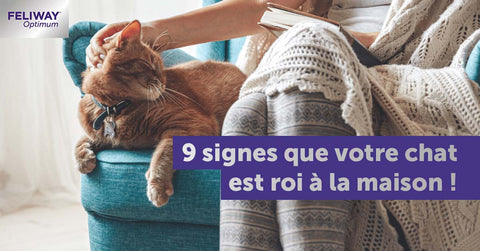 9-signes-que-votre-chat-est-roi