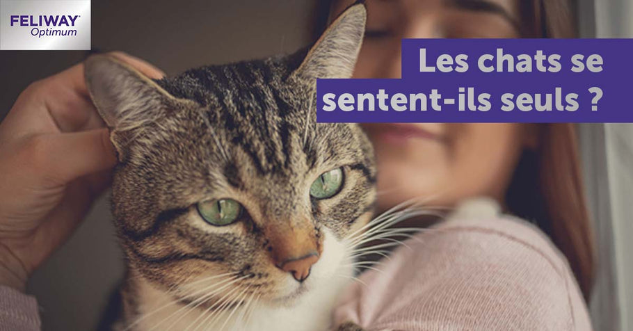 Est-ce que mon chat se sent seul en mon absence ?