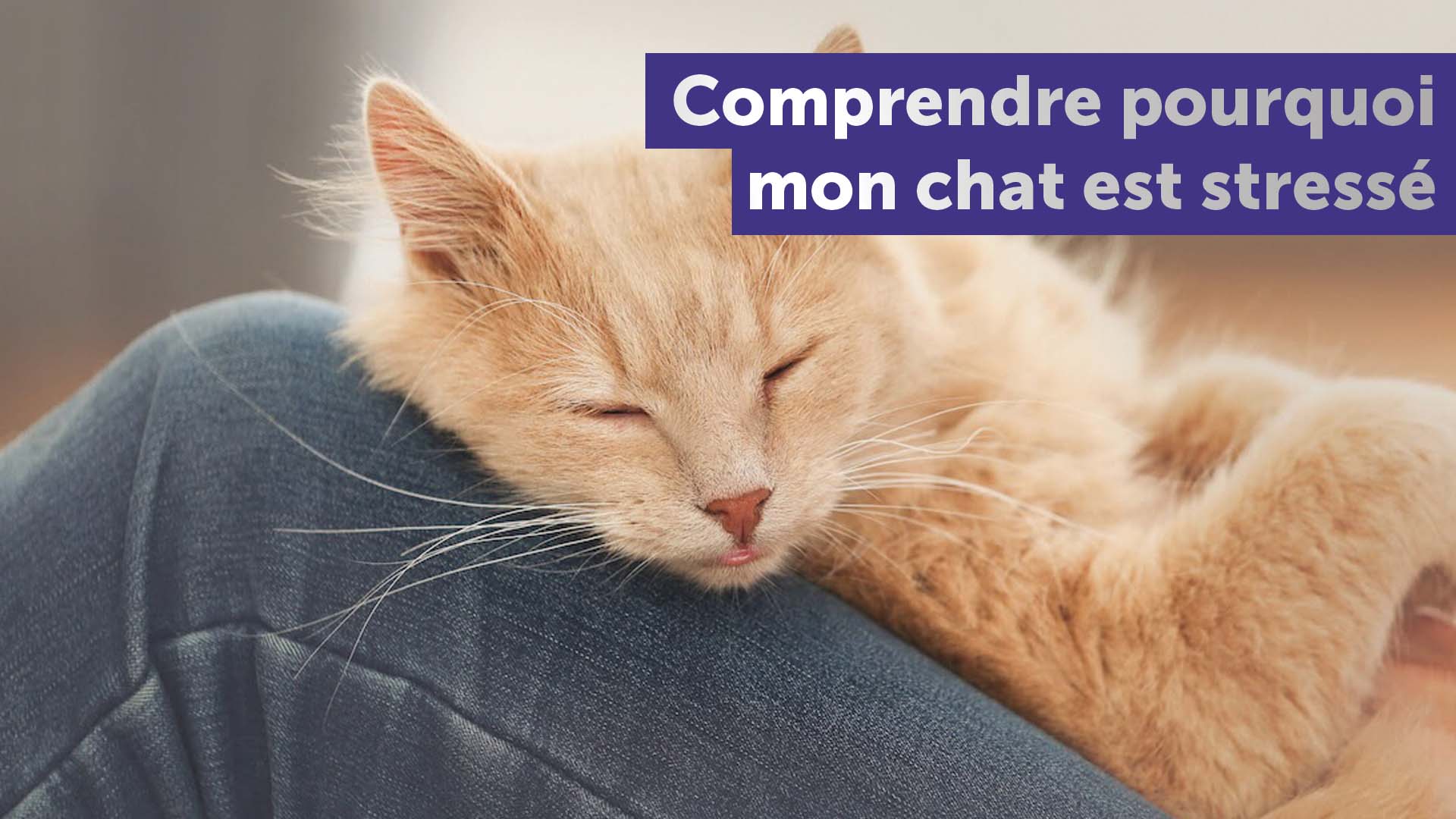 Comprendre pourquoi mon chat est stressé - FELIWAY France