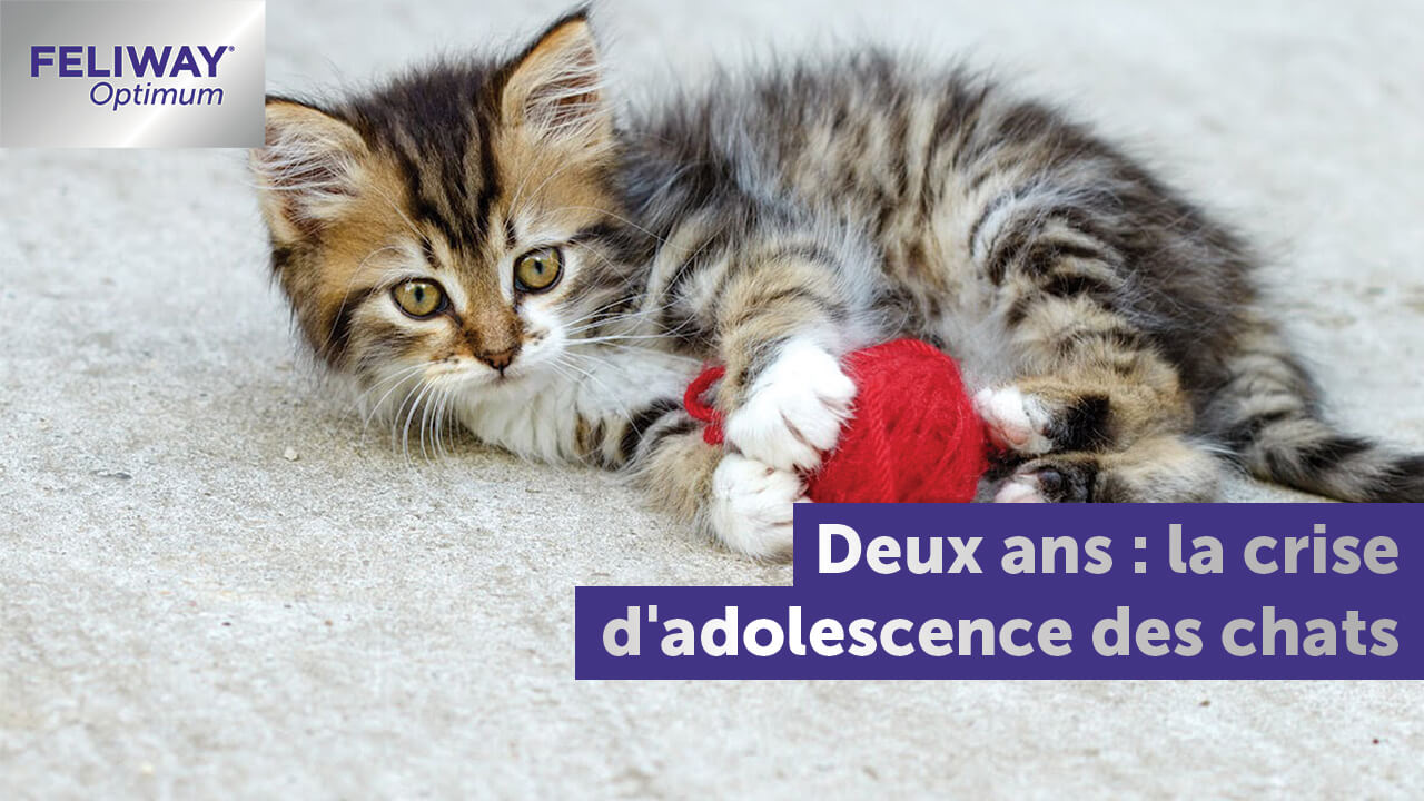 crise-adolescence-chat