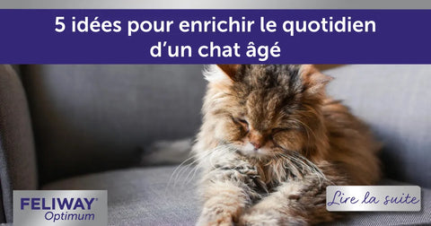 5 idées pour enrichir le quotidien d’un chat âgé