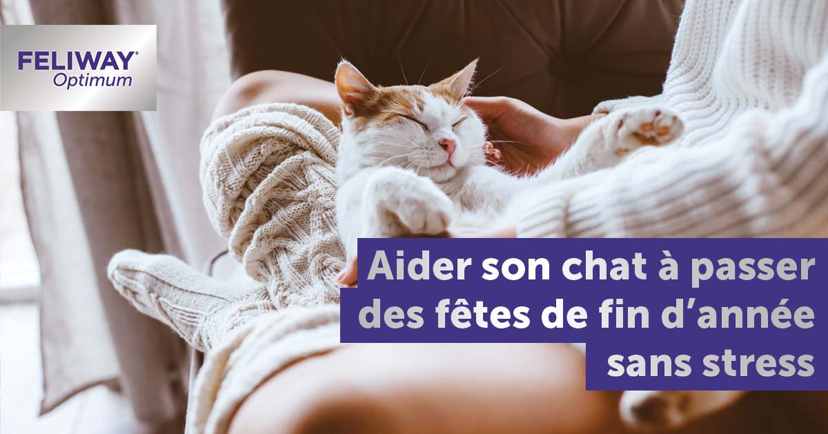 comment-aider-son-chat-passer-des-fetes-de-fin-dannee-sans-stress