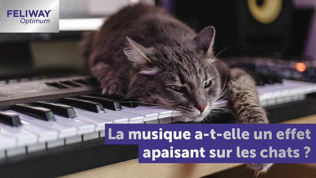 la-musique-pour-les-chats