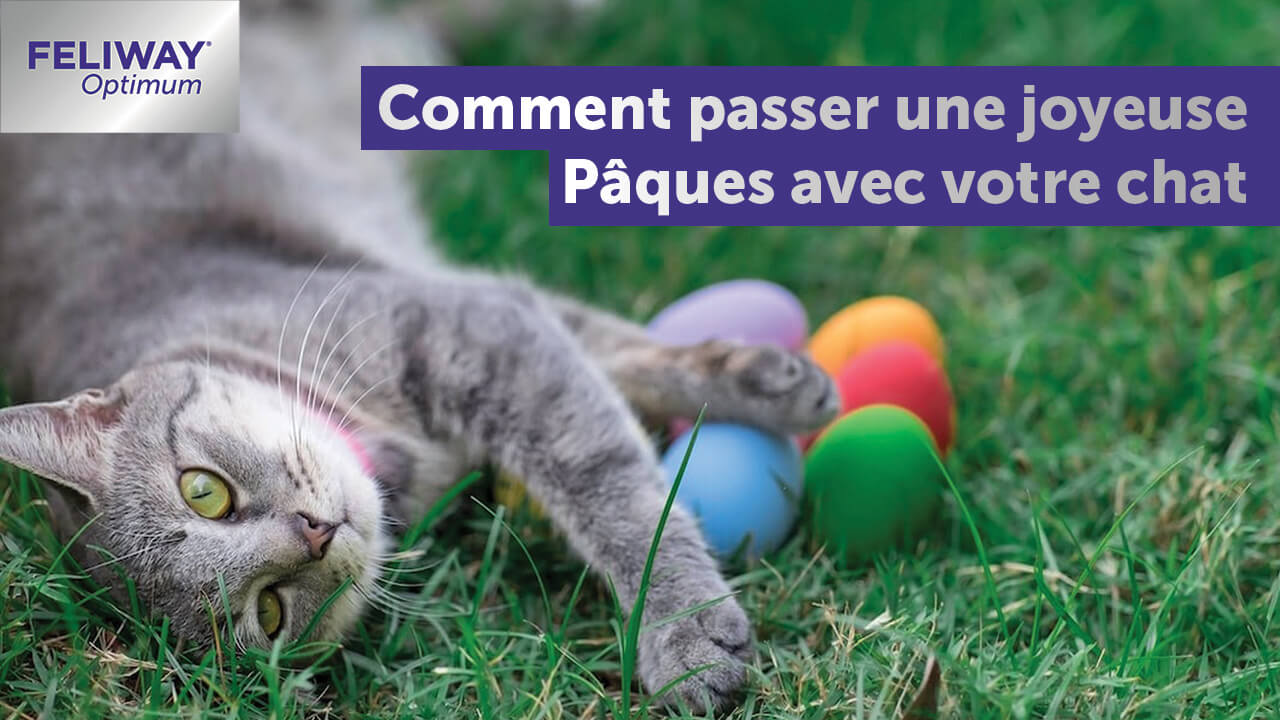 comment-passer-une-joyeuse-pâques-avec-votre-chat