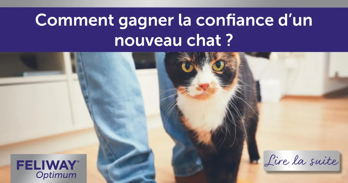 Comment gagner la confiance d’un nouveau chat