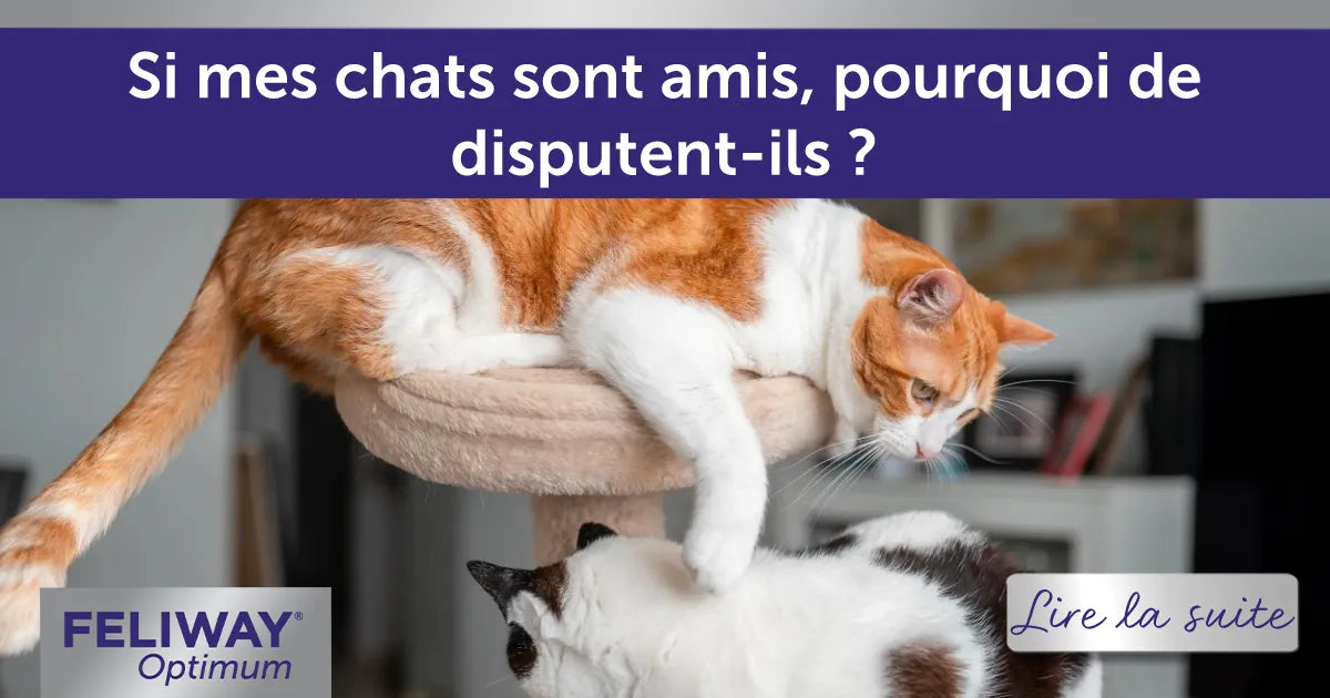 Si mes chats sont amis, pourquoi ces disputes ?