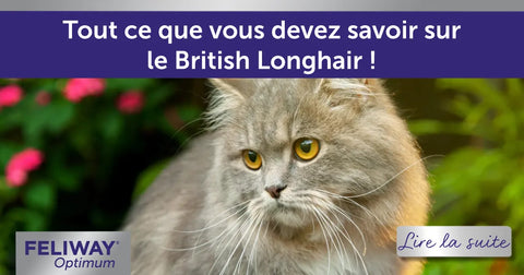 Tout ce que vous devez savoir sur le British Longhair !