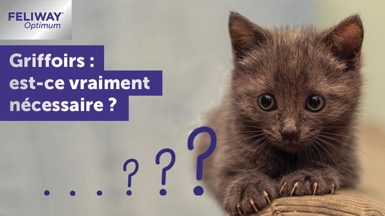 griffoir-pour-chat-est-ce-nécessaire