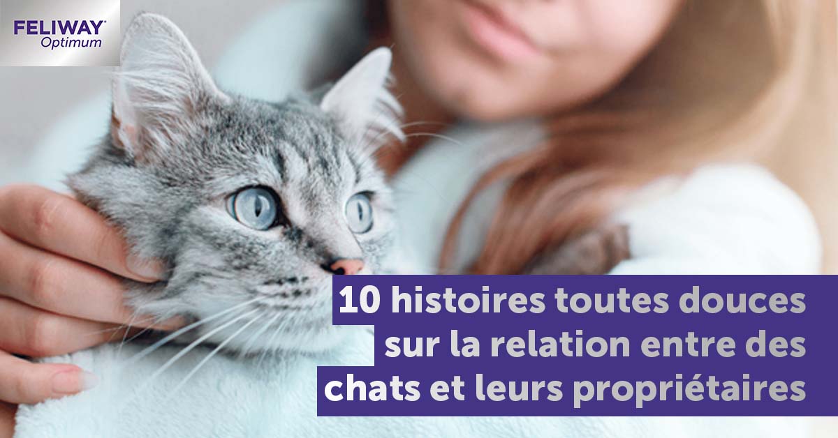 De combien de place un chat a-t-il besoin ? - FELIWAY France