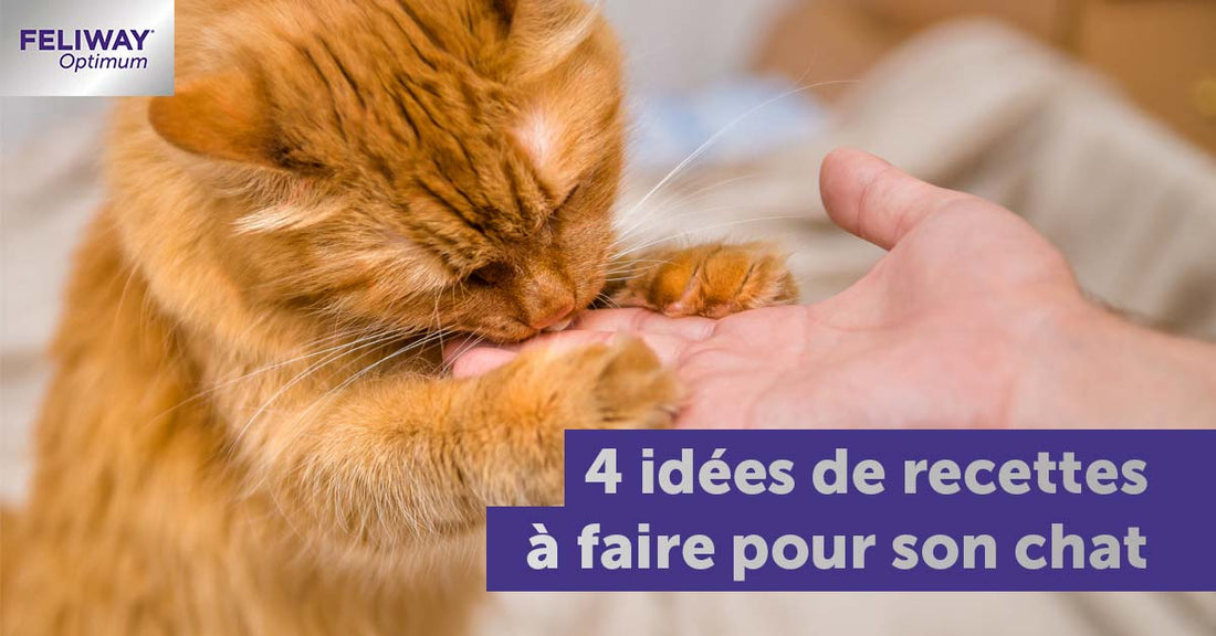 4-idees-recette-chat-paques