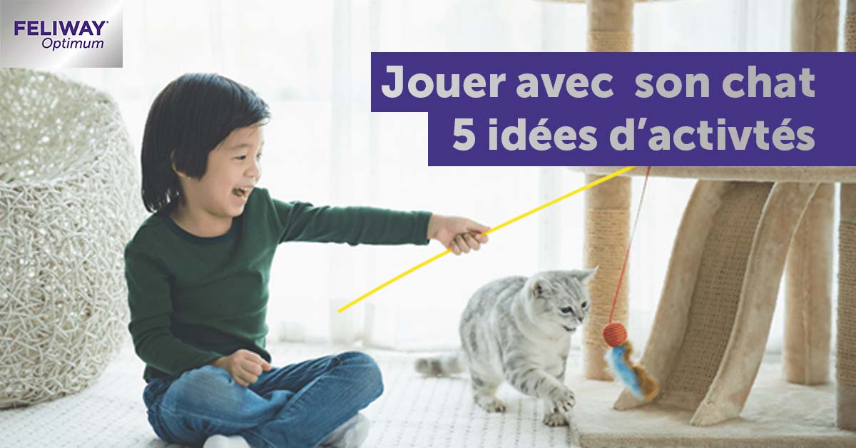 5-activites-jouer-avec-chat