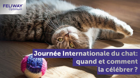 journée-internationale-du-chat-quand-et-comment-la-célébrer