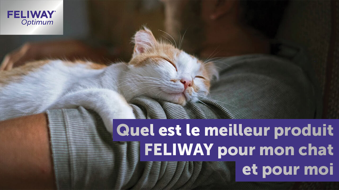 Les phéromones chez le chat : quel Feliway choisir ? - WanimoVéto