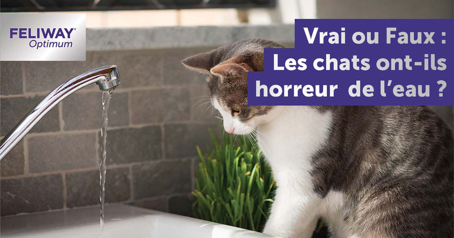 Vrai ou faux : les chats n'aiment pas l’eau