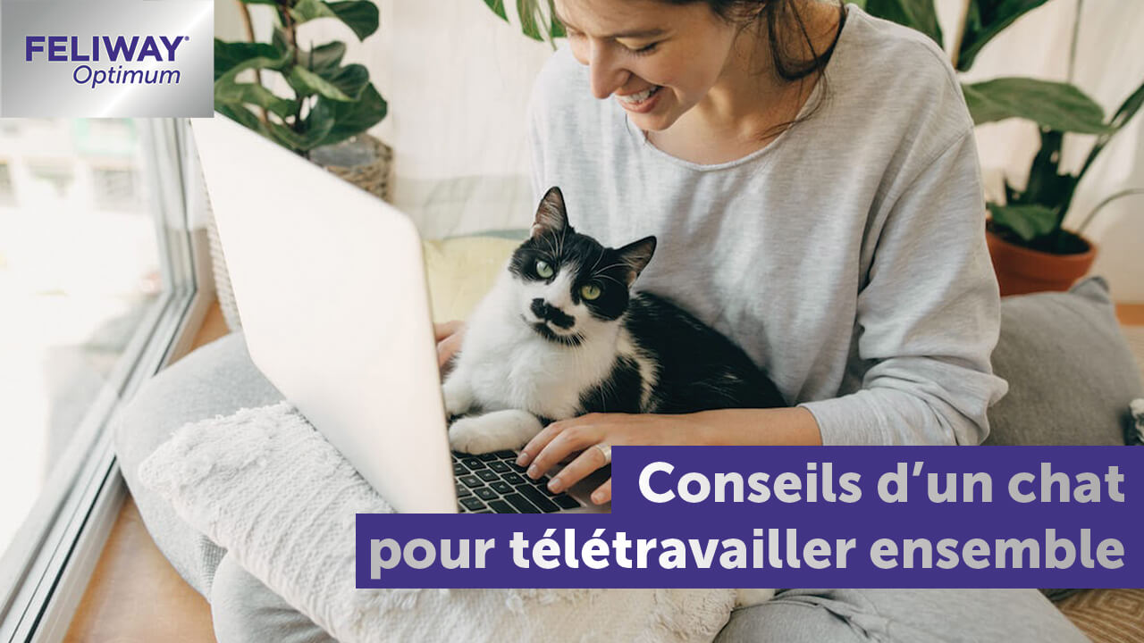 teletravailler-avec-un-chat