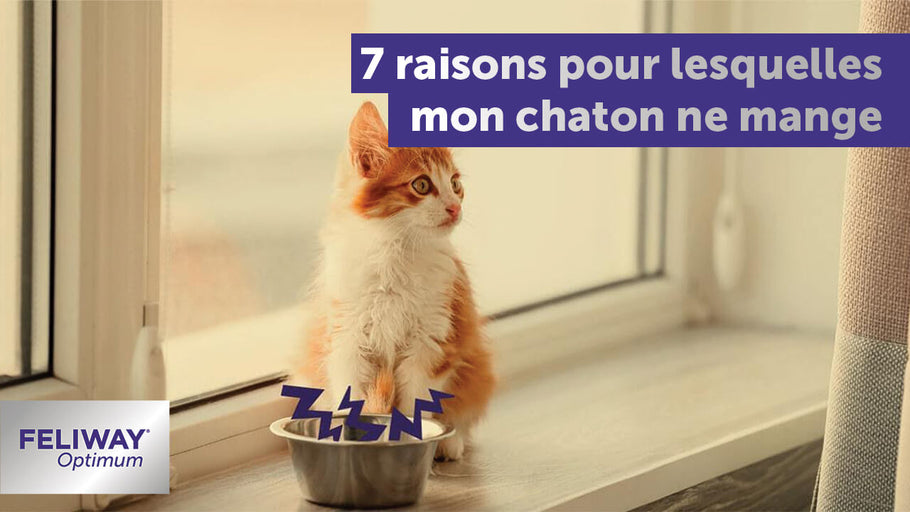 Pourquoi mon Chaton ne Mange Pas ?