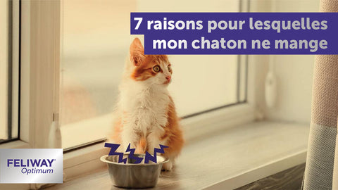pourquoi-mon-chaton-ne-mange-pas