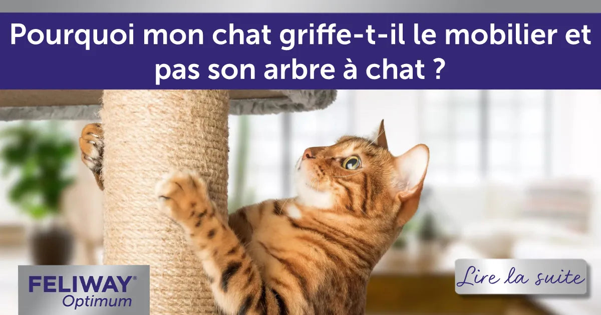 Pourquoi mon chat griffe-t-il le mobilier et pas son arbre à chat ?