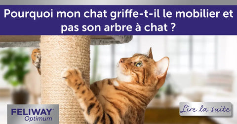 Pourquoi mon chat griffe-t-il le mobilier et pas son arbre à chat ?
