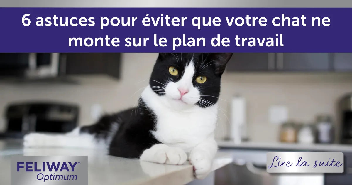 6 astuces pour éviter que votre chat ne monte sur le plan de travail