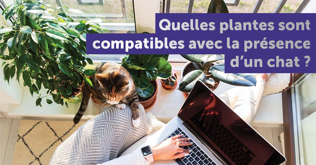 plantes-compatibles-avec-un-chat
