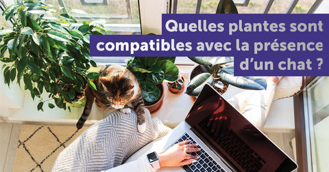 plantes-compatibles-avec-un-chat