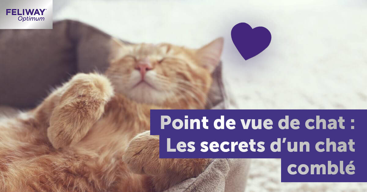 point-de-vue-de-chat-secrets-dun-chat-comble
