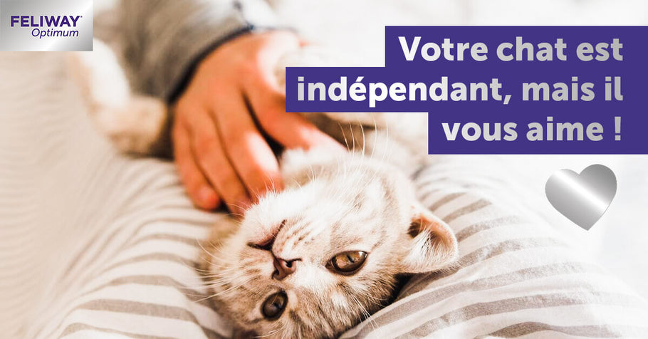 Point de vue de chat : comprendre leur indépendance !