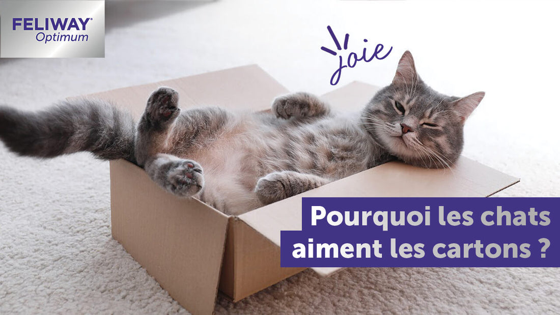 les-chats-aiment-les-boites