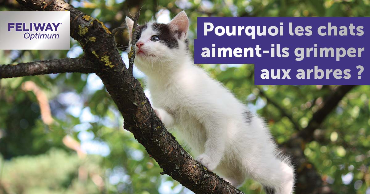 pourquoi-les-chats-grimpent-ils-aux-arbres