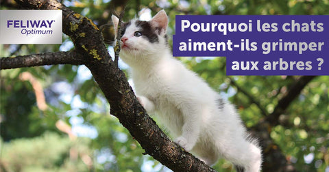 pourquoi-les-chats-grimpent-ils-aux-arbres