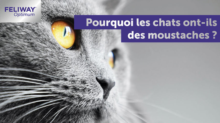 Pourquoi les chats ont-ils des moustaches ?