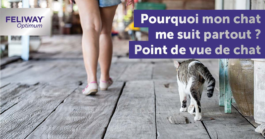 Point de vue de chat : pourquoi mon chat me suit-il partout ?