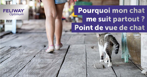 point-de-vue-de-chat-pourquoi-mon-chat-me-suit-il-partout
