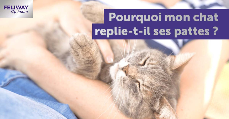 Point de vue de chat : pourquoi les chats replient-ils leurs pattes ? 