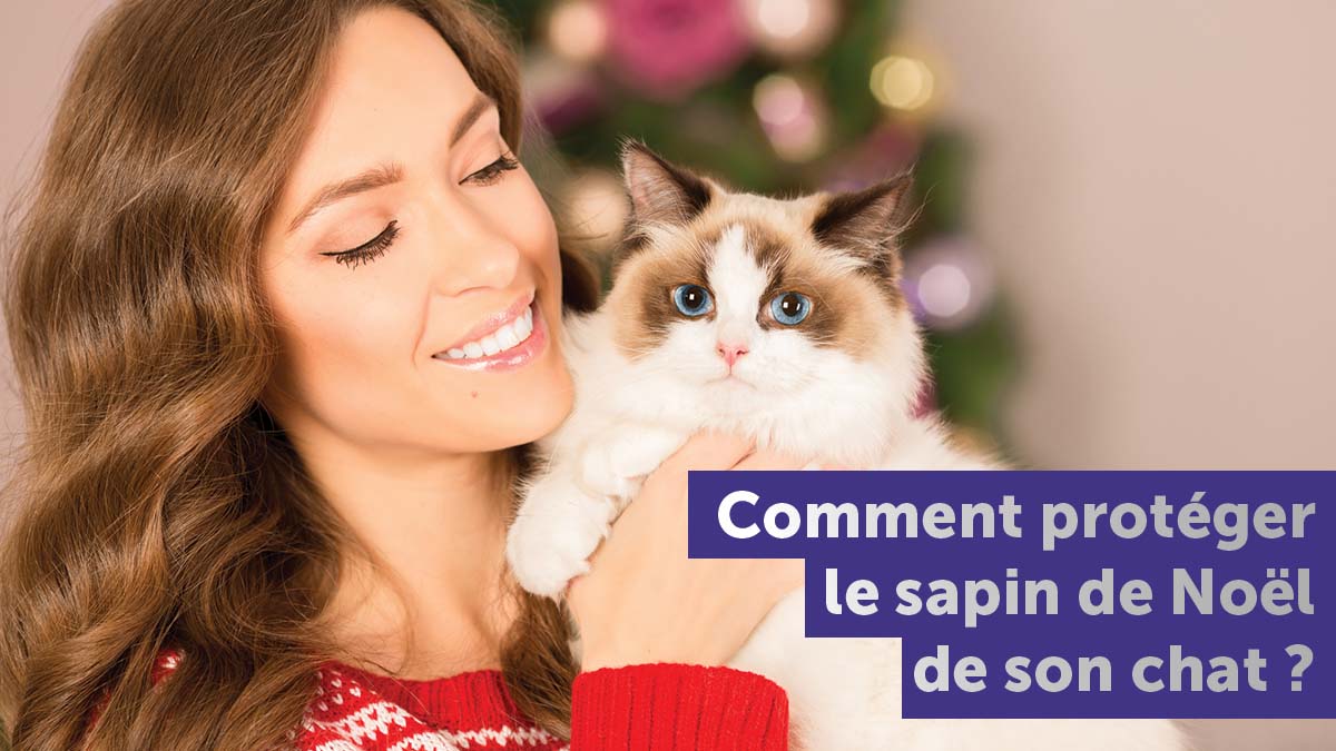Quel cadeau de Noël pour mon chat ? - FELIWAY France