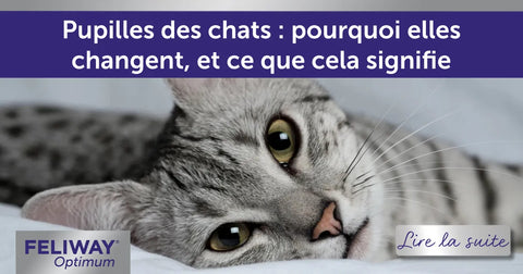 Pourquoi les pupilles de chats changent-elles de forme ? Quelle est la signification ?