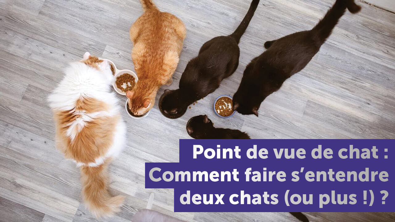 faire-entendre-deux-chats