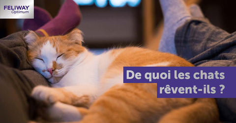de-quoi-revent-les-chats