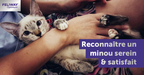 13-signes-chat-content