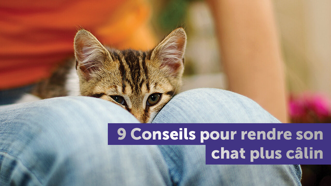 comment-rendre-son-chat-calin