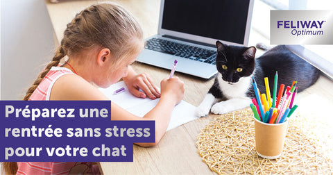 rassurez-son-chat-pour-la-rentree