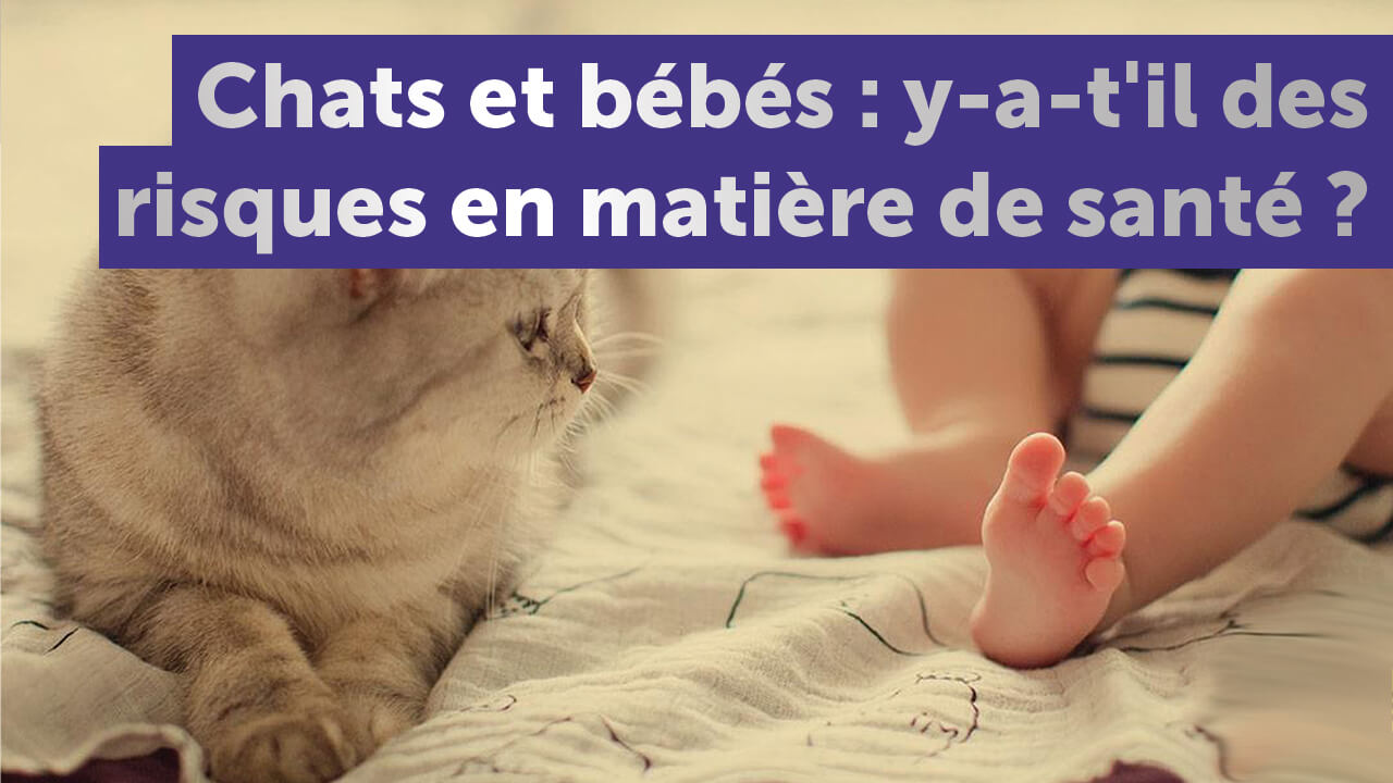 Chats et bébés : y-a-t'il des risques en matière de santé