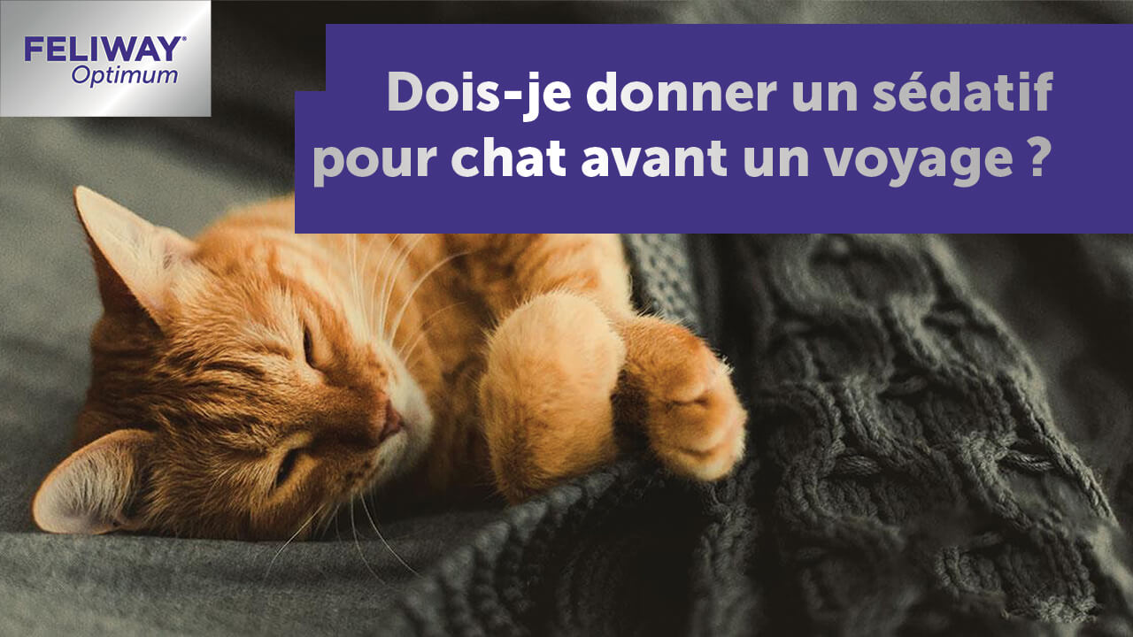 Dois-je Donner un Calmant à Mon Chat Avant un Voyage ? - FELIWAY France