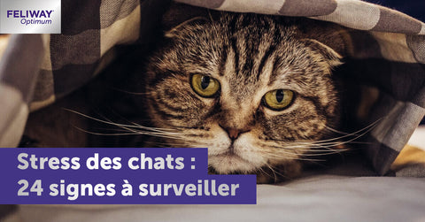 24-signes-a-surveiller-pour-savoir-si-mon-chat-est-stresse