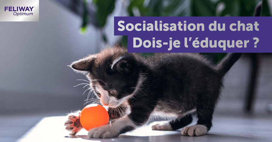 La socialisation féline : faut-il éduquer son chat ?
