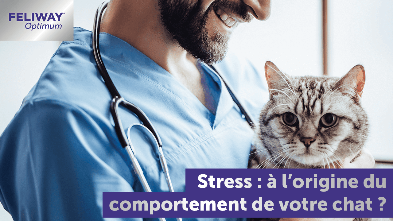 Comportement étrange de mon chat : le stress en est-il à l'origine ? -  FELIWAY France